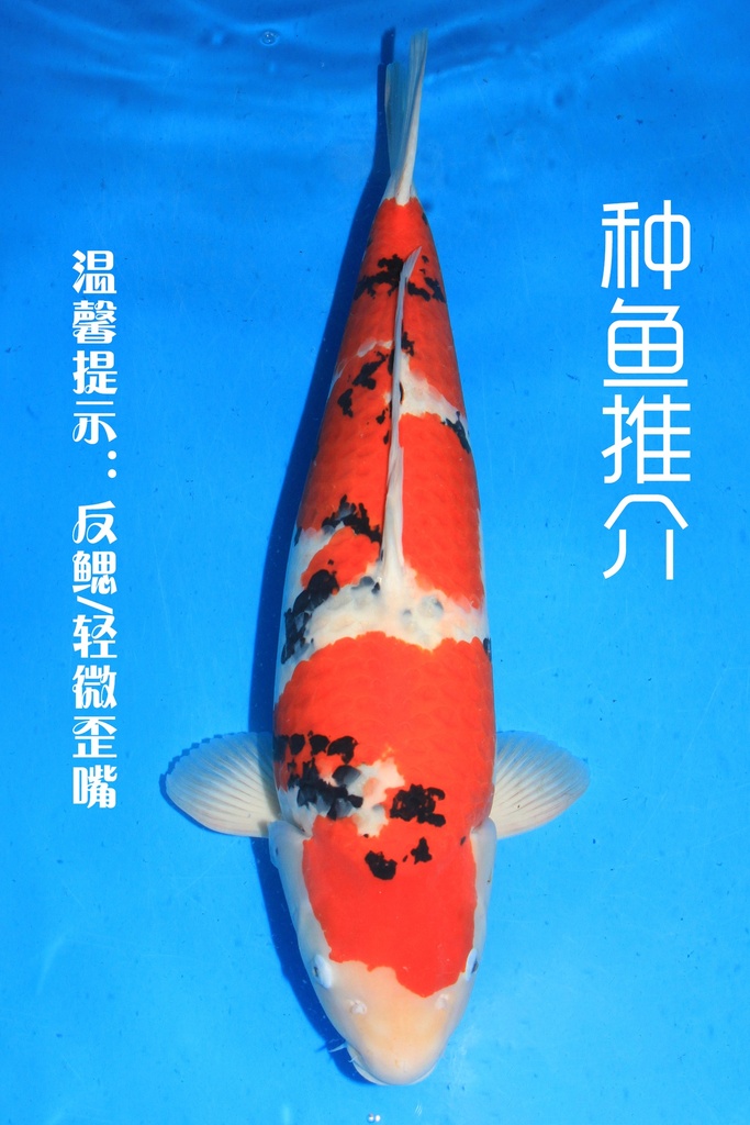 桃太郎产 四才 74cm 雌性 种鱼推介 346044