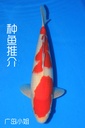 阪井产 三才 47cm 雄性 种鱼推介 广岛小姐 346052