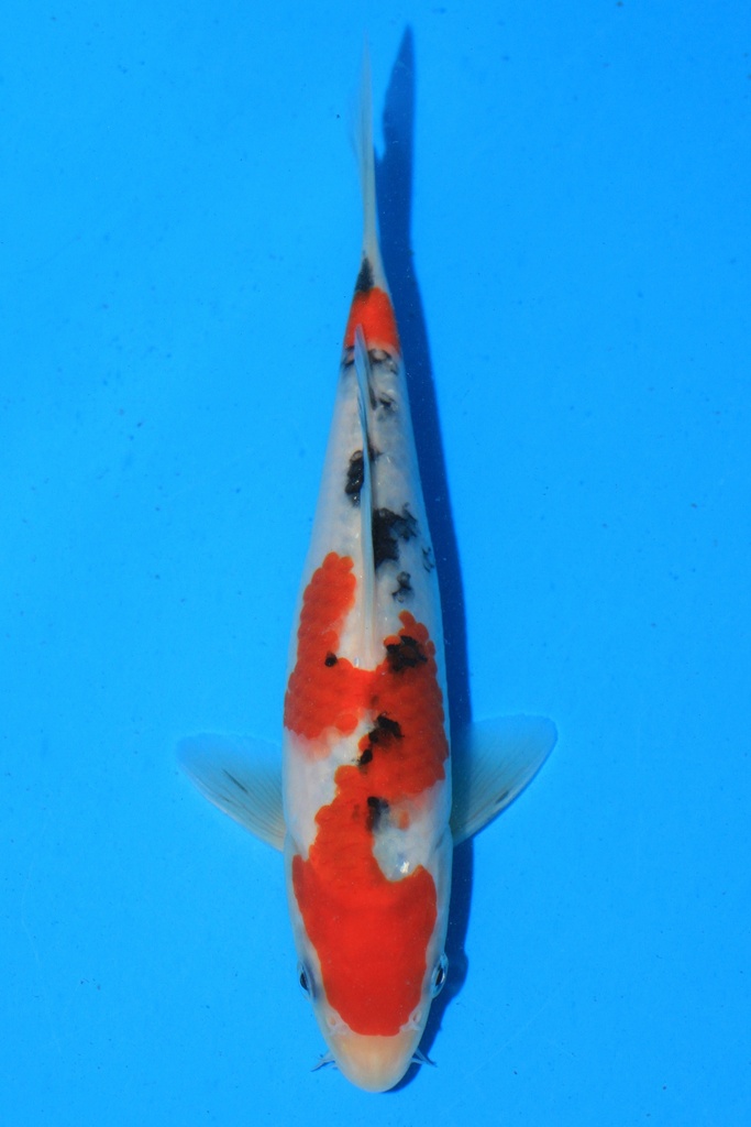 阪井产 当才 20cm 公母不详 346059