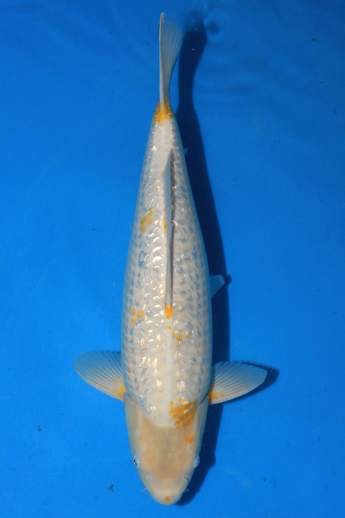 谷口产 二才 52cm 雌性 346063