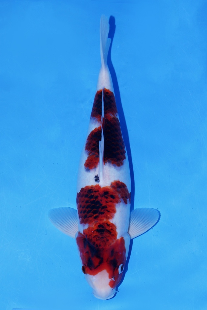 尾形产 二才 46cm 雌性 346064