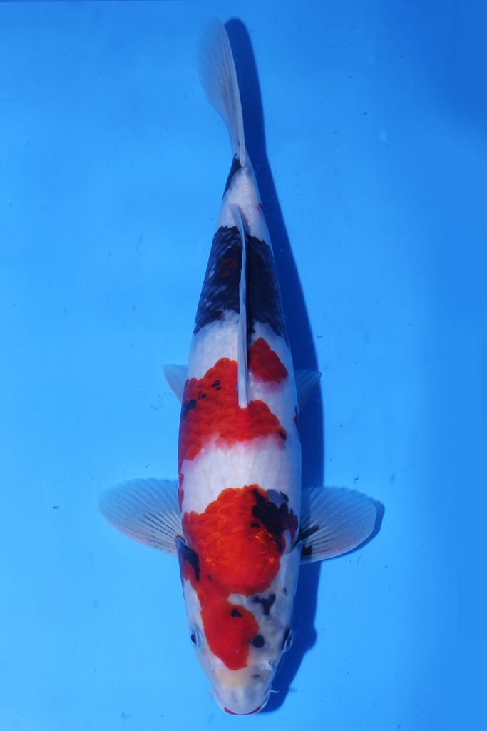 尾形产 二才 37cm 雄性 346067