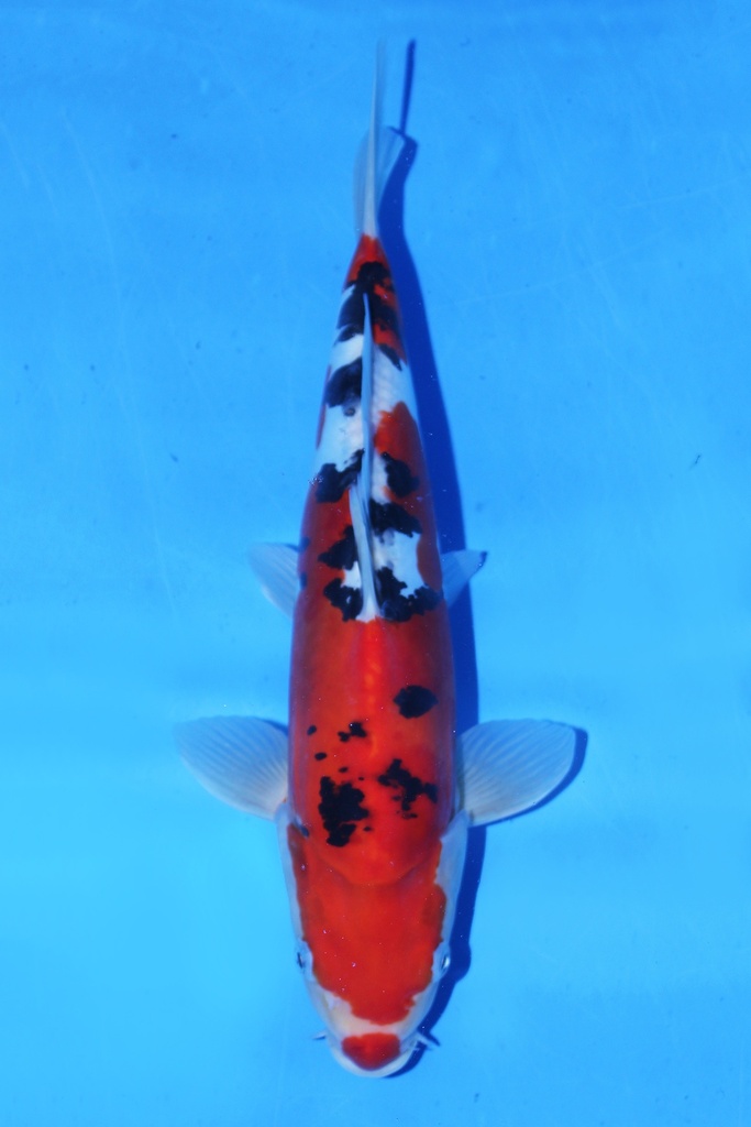 尾形产  二才 36cm 雌性 346068