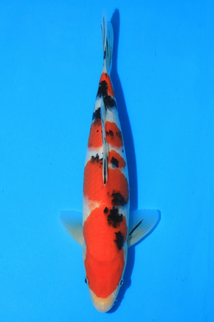 尾形产 当才 28cm 公母不详 346073