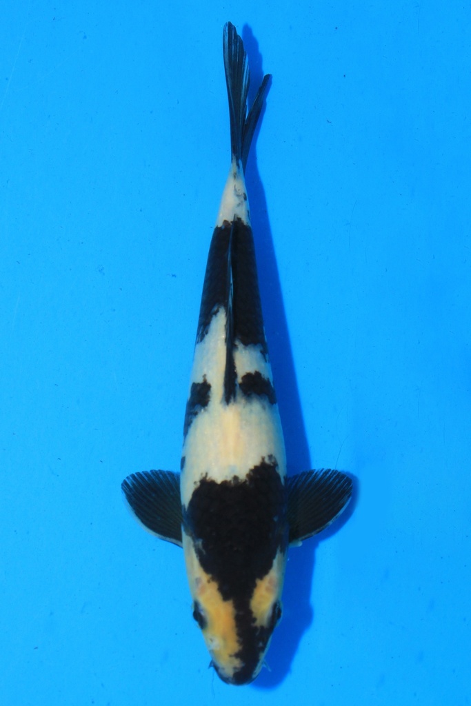 尾形产 当才 24cm 公母不详 346075