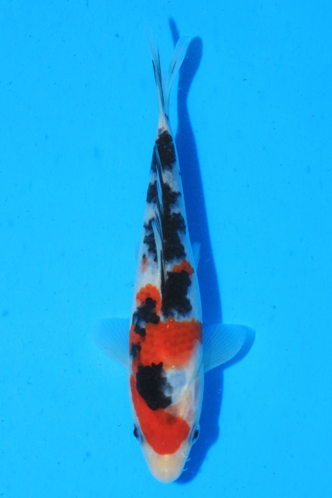 尾形产 当才 17cm 公母不详 346080