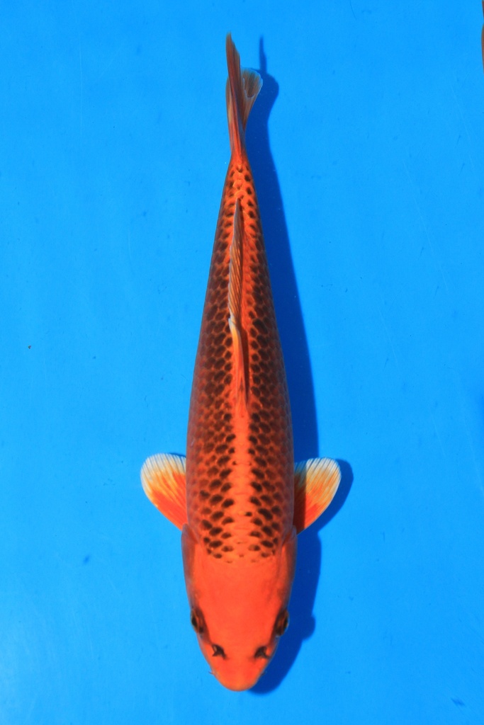 尾形产 当才 28cm 雄性 346085