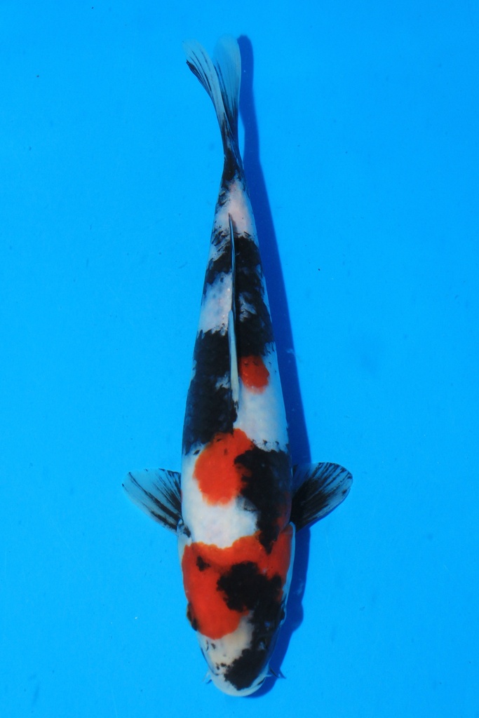 尾形产 当才 23cm 公母不详 346087