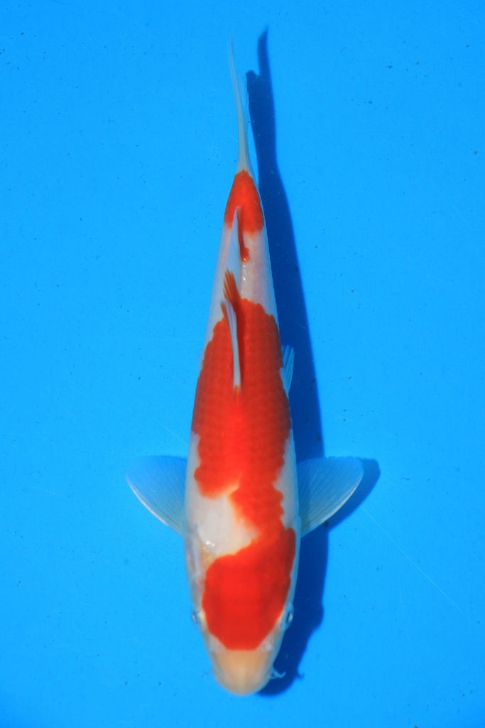 阪井产 当才 20cm 公母不详 346088