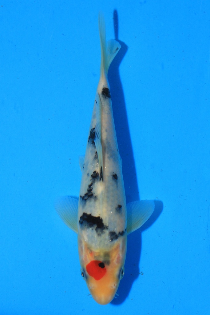 阪井产 当才 18cm 公母不详 346089