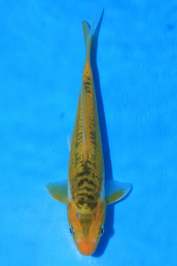 尾形产 当才 23cm 公母不详 346098