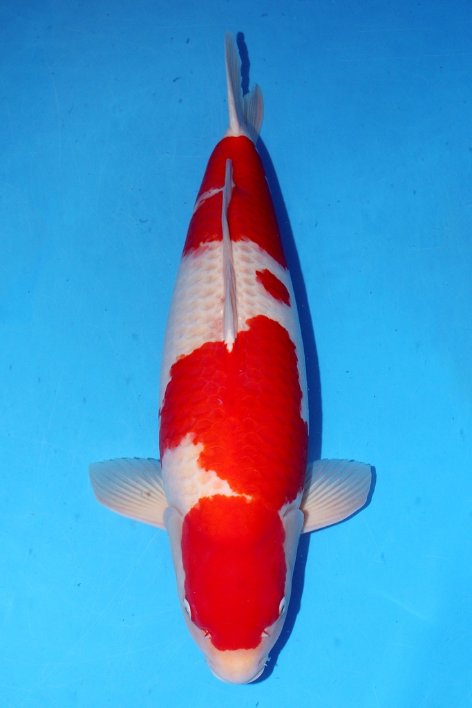 大日产 70cm 四才 雌性 347011