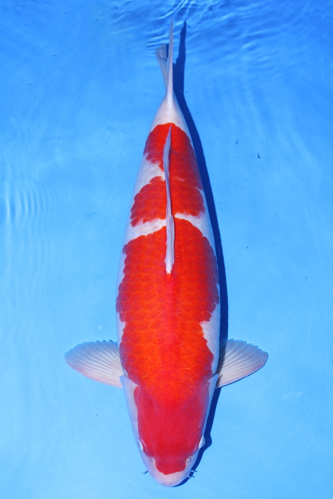 桃太郎产 79cm 四才 雌性 3470017