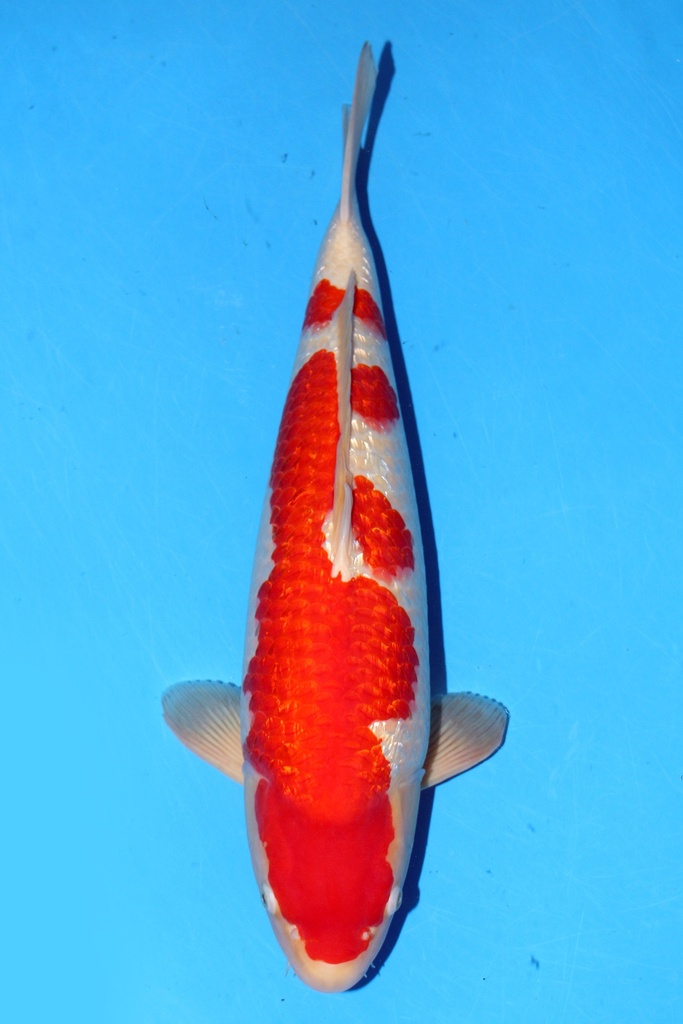 大石产 61cm 二才 雌性 347023