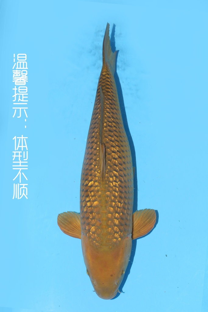 诚太郎产 81cm 四才  雌性 347060