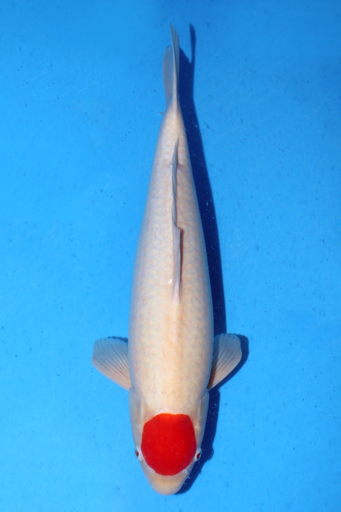 丸重产 52cm 三才 雌性 347031