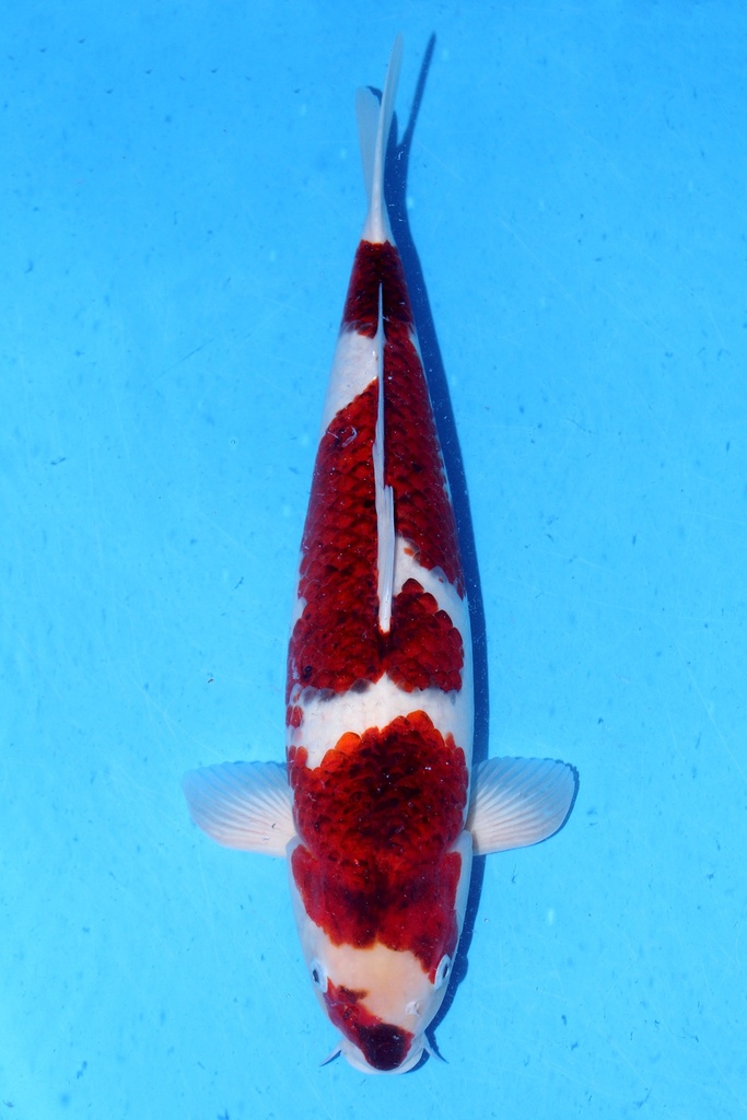 谷养产 51cm 三才 雌性 347032