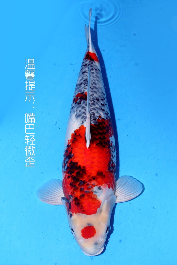 大日产 70cm 二才 雌性 347033