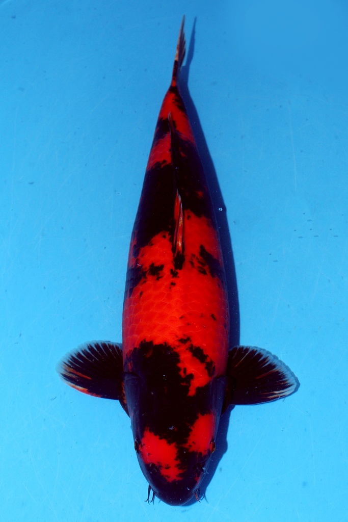 蓧田产 58cm 三才 雌性 347025