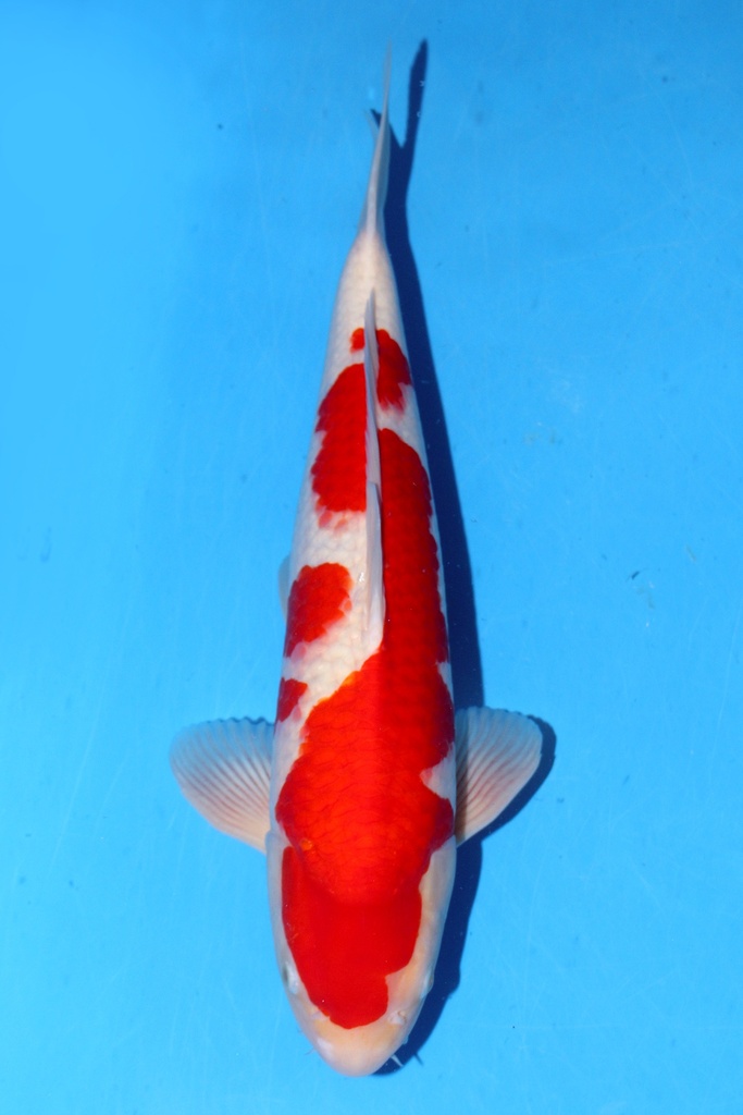 桃太郎产 51cm 二才 雄性 347052