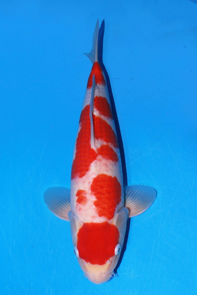 阪井产 38cm 当才 雄性 347055