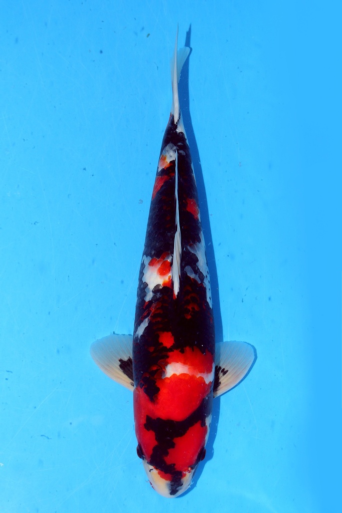 大日产 46cm 二才 雄性 347063