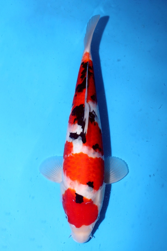 阪井产 37cm 当才 雄性 纽约小姐 347069