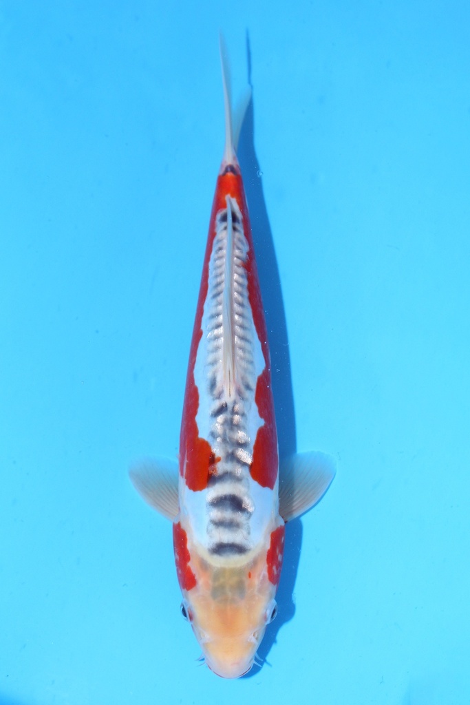 尾形产 30cm 当才 公母不明 347070