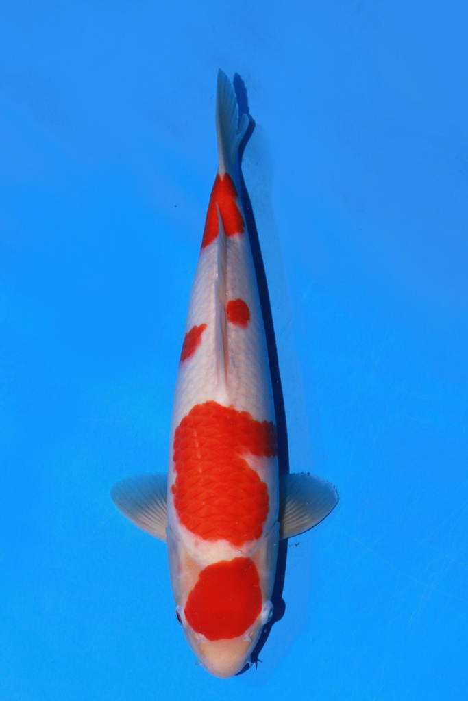 阪井产 38cm 当才 雄性 347079