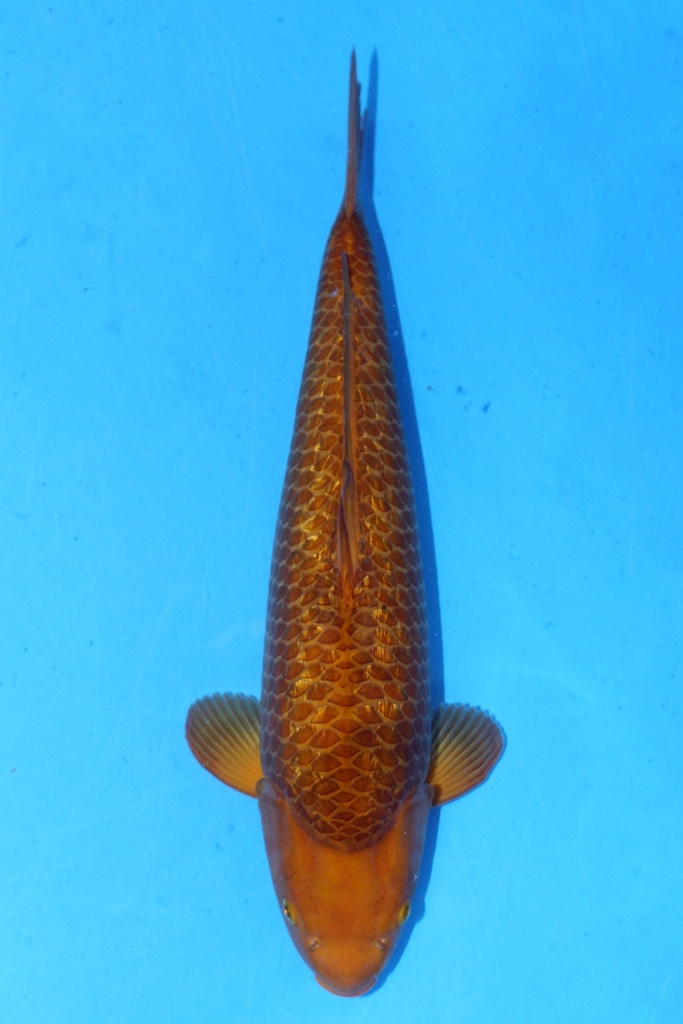 大日产 55cm 三才 雌性 黄猿 347081