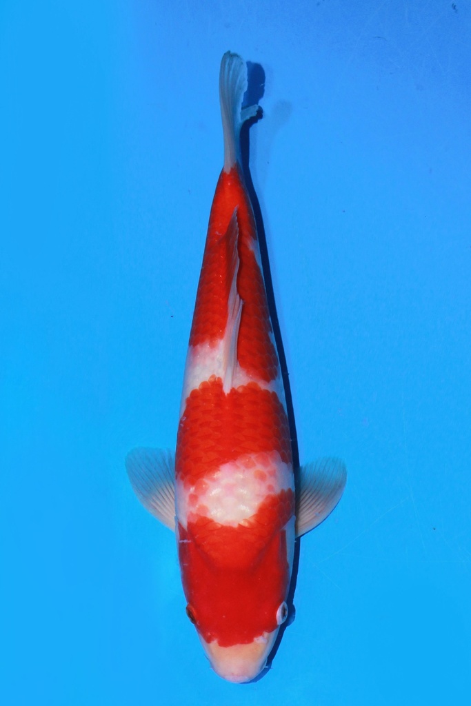 阪井产 37cm 当才 雄性 347094