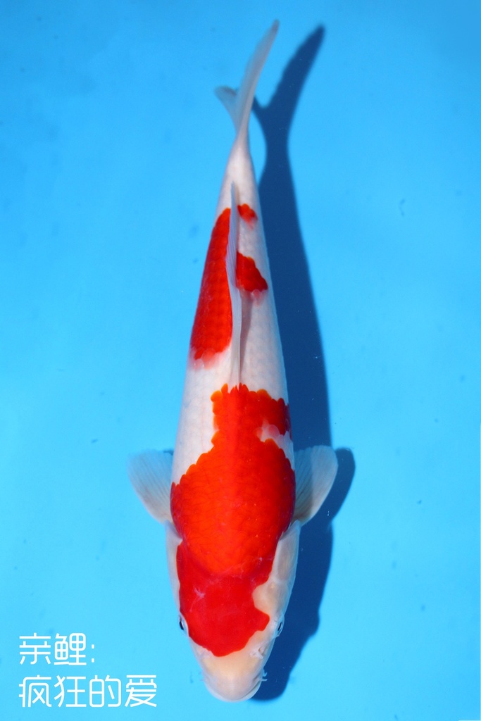 阪井产 30cm 当才 雄性 疯狂的爱 347088