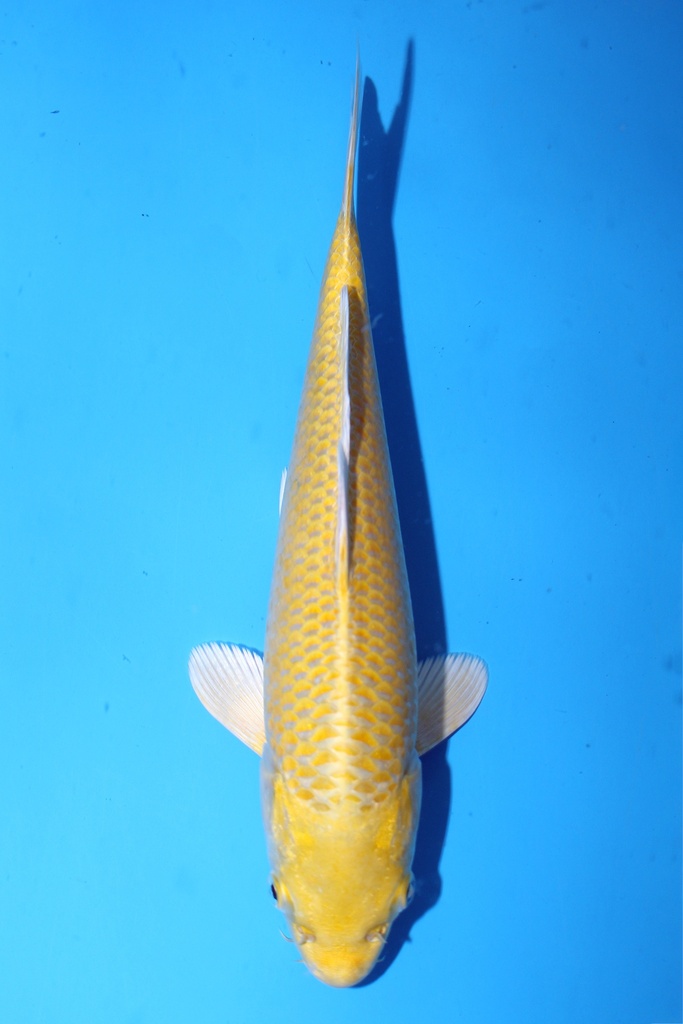 和泉屋产 26cm 当才 公母不明 347091