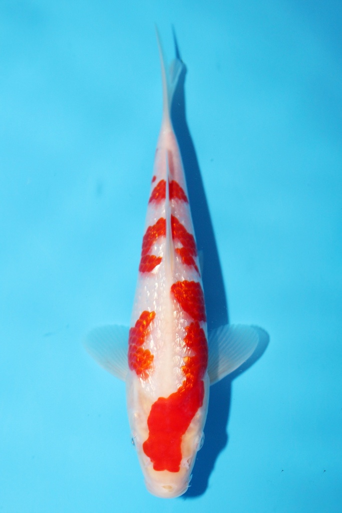 大石产 22cm 当才 公母不明 347097