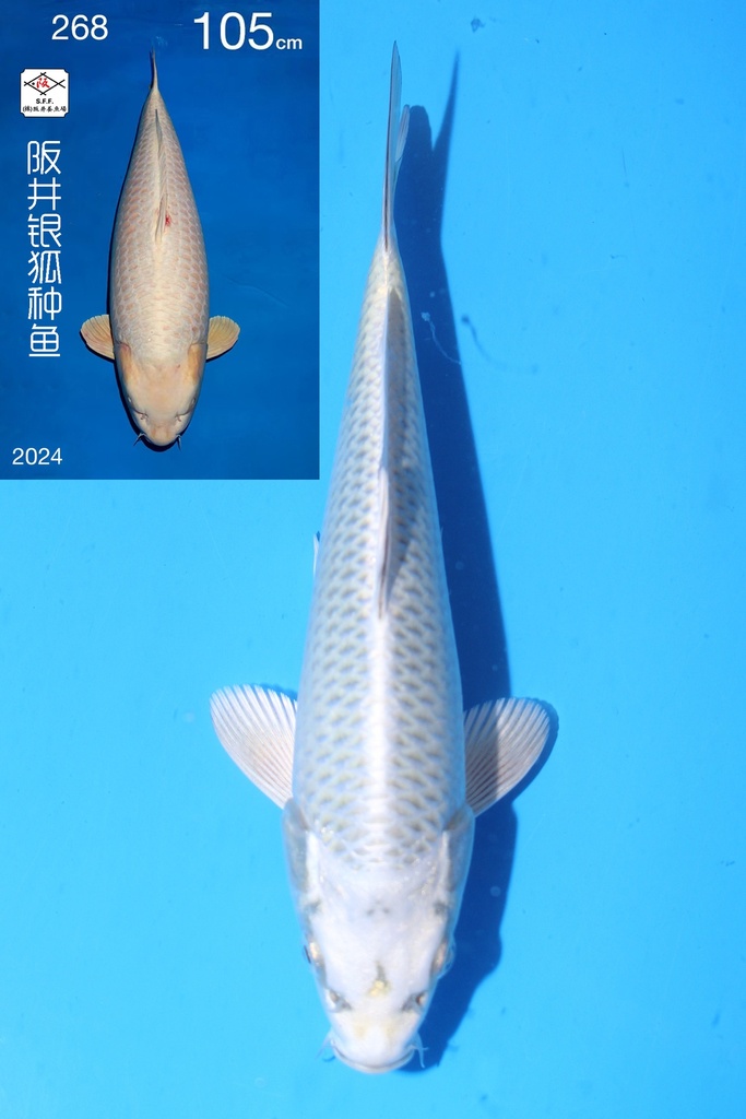 尾形产 20cm 当才 公母不明 银狐 347100