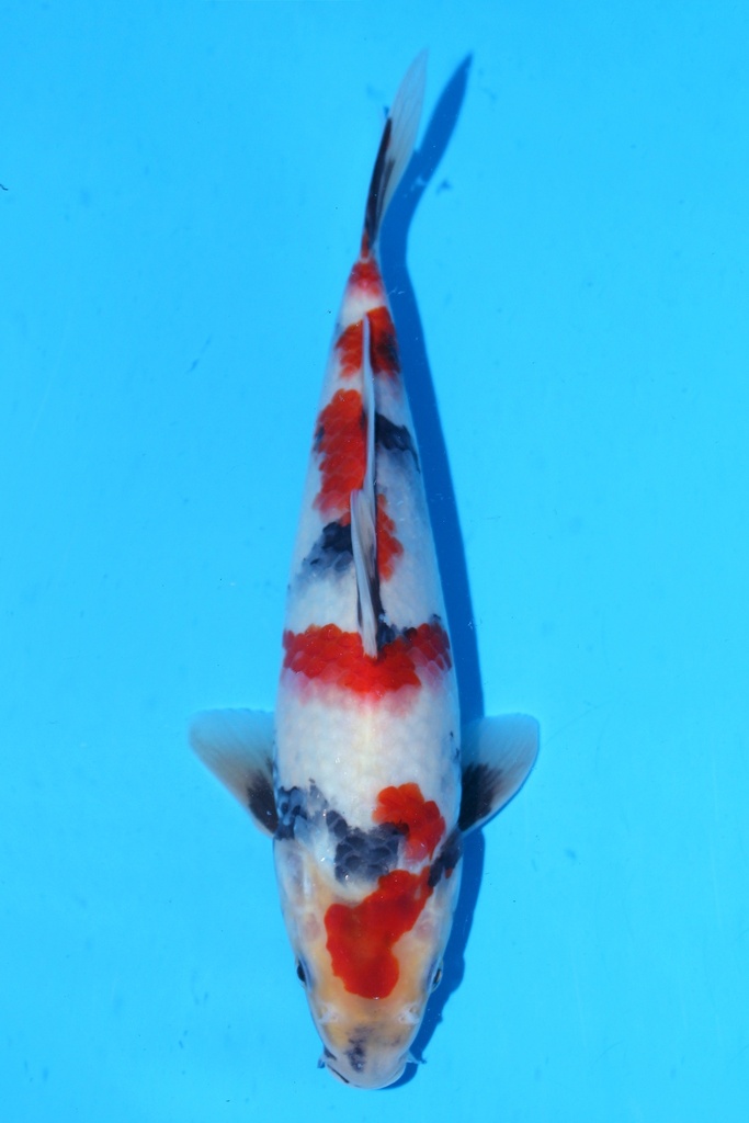 348086 25cm 清十郎产 当才 雄性