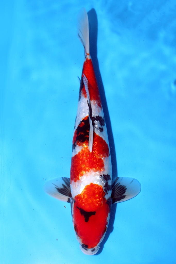 348087 38cm 尾形产 二才 雌性