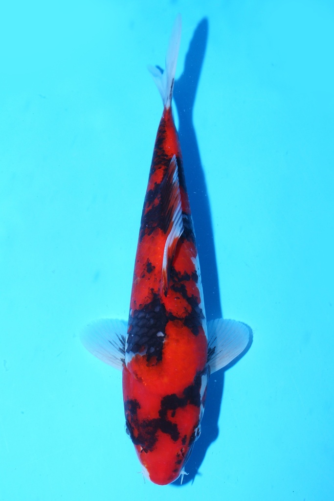 348091 27cm 尾形 当才 雌性