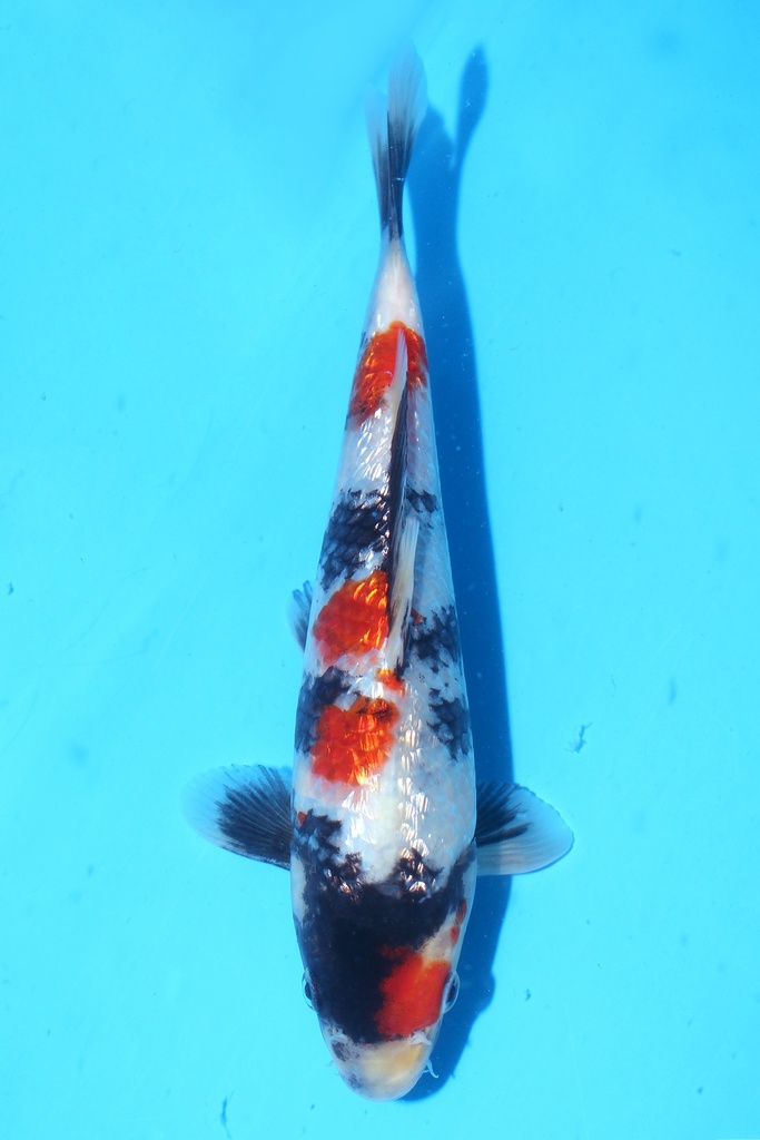 348096 23cm 清十郎产 当才 雄性