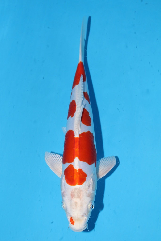 349090 31cm 尾形产 菊水 当才 雌性