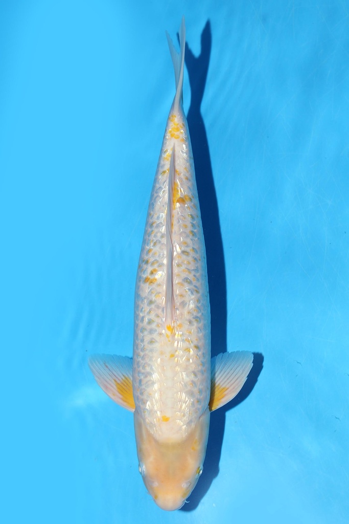 349074 46cm 谷口产 银鳞玉米 二才 雄性