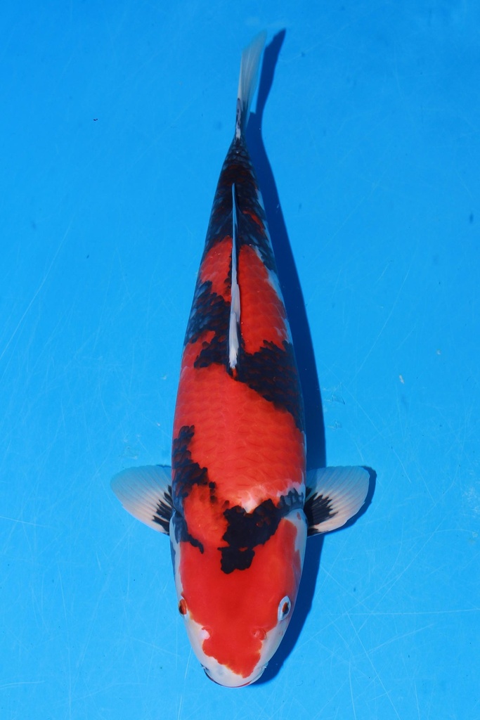 349073 48cm 伊佐产 昭和 当才 雄性