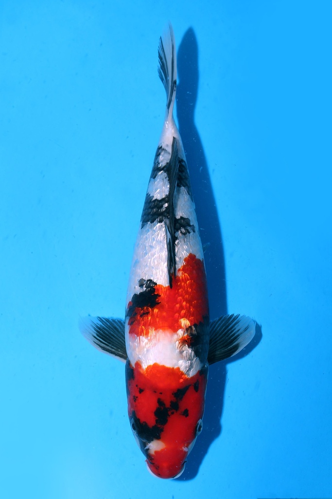 349050 33cm 尾形产 银鳞昭和 当才 雌性