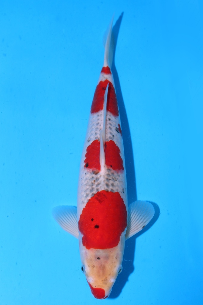 349001 70cm 丸堂产 红白 雌性 (副本) (副本) (副本) (副本) (副本) (副本) (副本) (副本) (副本)