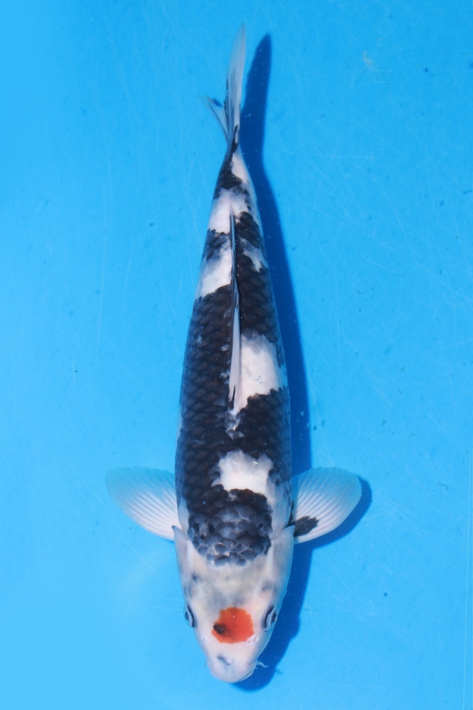 349001 70cm 丸堂产 红白 雌性 (副本) (副本) (副本) (副本) (副本) (副本) (副本) (副本) (副本) (副本) (副本) (副本) (副本) (副本)