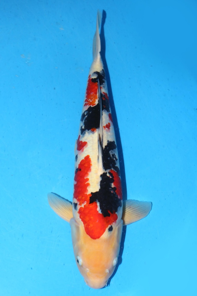 349001 70cm 丸堂产 红白 雌性 (副本) (副本) (副本) (副本) (副本) (副本) (副本) (副本) (副本) (副本)