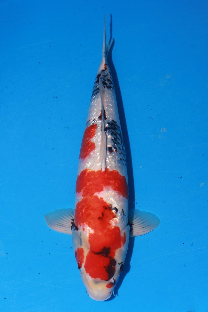 349019 53cm 尾形产 银鳞昭和 二才 雌性