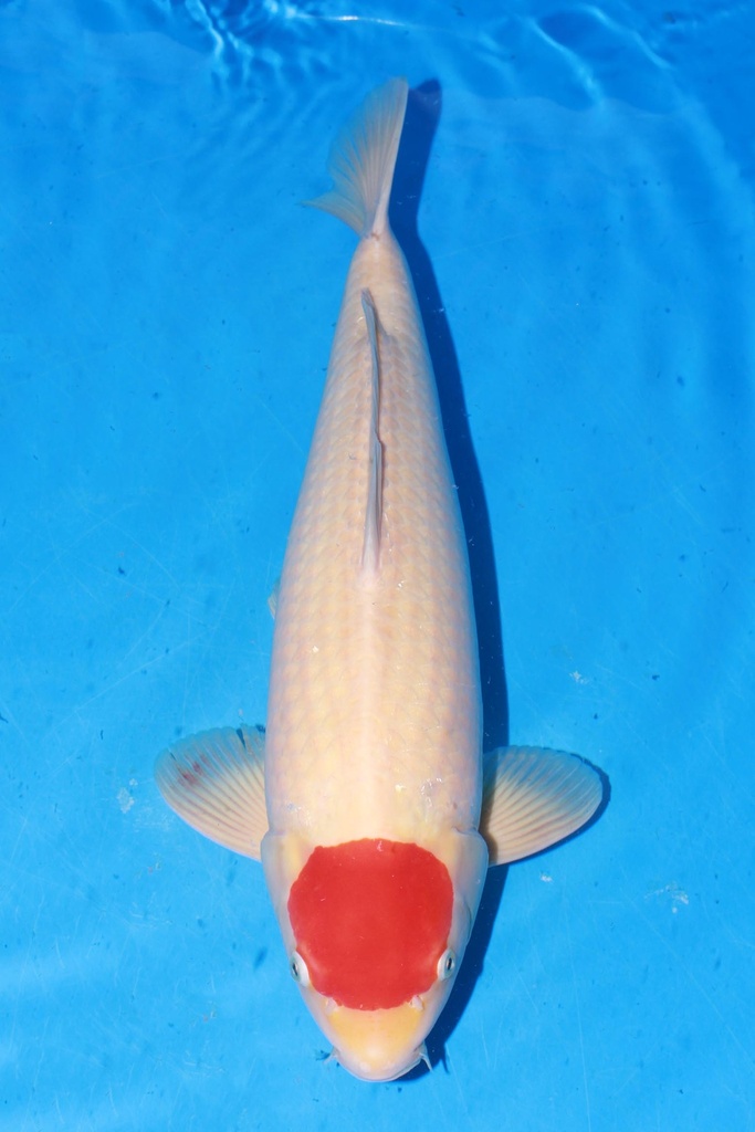 349038 57cm 大日产 丹顶 二才 雄性 芯片12462