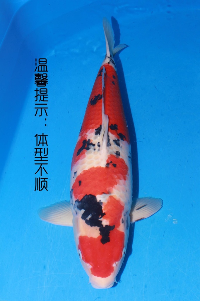 349030 66cm 桃太郎产 大正 二才 雌性