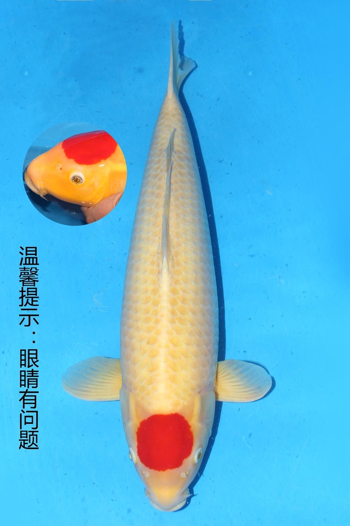 349029 68cm 大日产 丹顶 三才 雌性